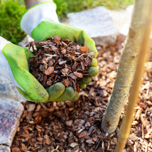 Hands holding brown mulch